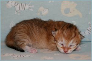 Female Siberian Kitten from Deedlebug Siberians